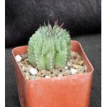 Euphorbia horrida var. major 4-inch pots