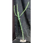 Euphorbia inarticulata one-gallon pots