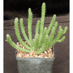 Euphorbia inermis var. inermis 5-inch pots