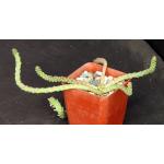 Euphorbia inermis var. inermis (Addo NP, RSA) 4-inch pots