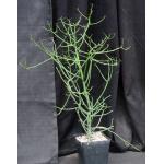 Euphorbia intisy one-gallon pots