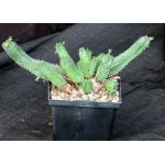 Euphorbia jansenvillensis 5-inch pots