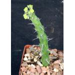 Euphorbia kalisana 3-inch pots
