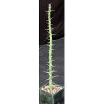Euphorbia kalisana 3-inch pots