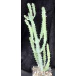 Euphorbia keithii 5-inch pots