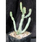 Euphorbia keithii one-gallon pots