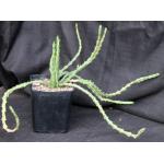 Euphorbia knuthii ssp. knuthii one-gallon pots
