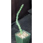 Euphorbia knuthii ssp. johnsonii 4-inch pots