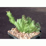 Euphorbia lactea crest 5-inch pots