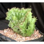 Euphorbia lactea crest one-gallon pots