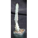 Euphorbia lactea White Ghost 4-inch pots