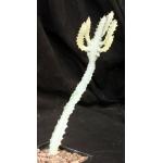 Euphorbia lactea White Ghost 5-inch pots