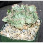 Euphorbia lactea White Ghost 5-inch pots