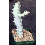 Euphorbia lactea White Ghost 4-inch pots