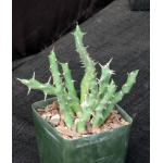 Euphorbia laikipiensis 4-inch pots