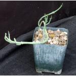 Euphorbia lavrani 4-inch pots