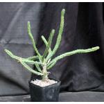 Euphorbia ledienii one-gallon pots