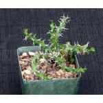 Euphorbia lenewtonii 4-inch pots