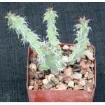 Euphorbia leontopoda (Carter 866) 4-inch pots