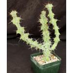 Euphorbia leontopoda (Carter 866) 5-inch pots