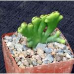 Euphorbia leucodendron (crest) 3-inch pots