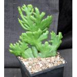Euphorbia leucodendron (crest) 5-inch pots