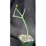 Euphorbia lignosa 4-inch pots