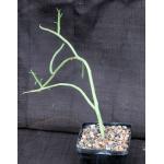 Euphorbia lignosa 5-inch pots