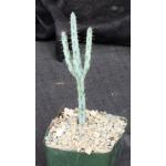 Euphorbia louwii 5-inch pots