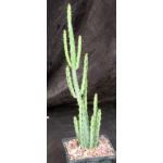 Euphorbia lydenburgensis 5-inch pots