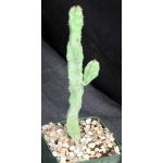 Euphorbia lyttoniana 5-inch pots