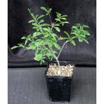 Euphorbia mahabobokensis 5-inch pots