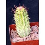 Euphorbia mammillaris (variegate) 4-inch pots