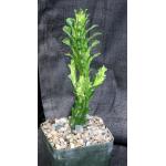 Euphorbia mayuranathani (variegated) 5-inch pots