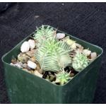 Euphorbia meloformis (variegate) 4-inch pots