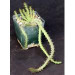 Euphorbia micracantha 4-inch pots