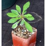 Euphorbia milii var. duranii 3-inch pots