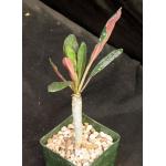 Euphorbia millotii 4-inch pots