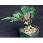 Euphorbia millotii 4-inch pots