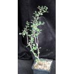 Euphorbia misera 5-inch pots