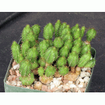 Euphorbia sp. monstrose 5-inch pots