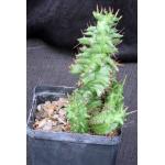 Euphorbia horrida monstrose 5-inch pots