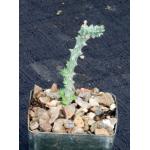 Euphorbia namibensis 3-inch pots