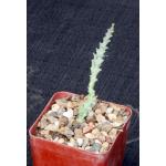 Euphorbia namuskluftensis 4-inch pots
