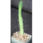 Euphorbia nesemannii 4-inch pots