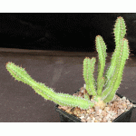 Euphorbia perangusta 5-inch pots