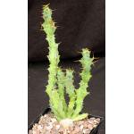 Euphorbia persistens 5-inch pots