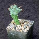 Euphorbia persistens (crest) 3-inch pots