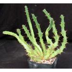 Euphorbia persistens one-gallon pots