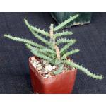 Euphorbia petricola 4-inch pots